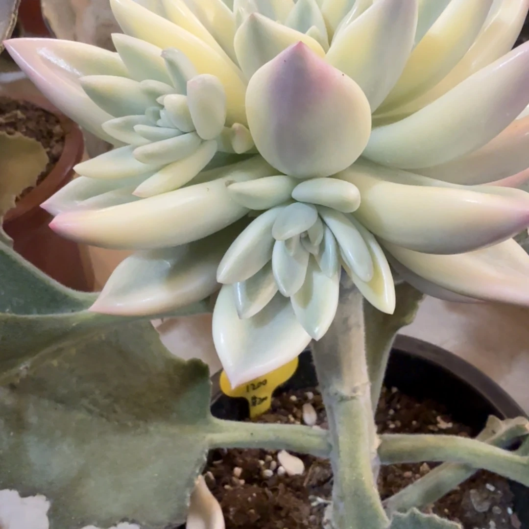 仙贝侧芽可上占木 安吉园艺