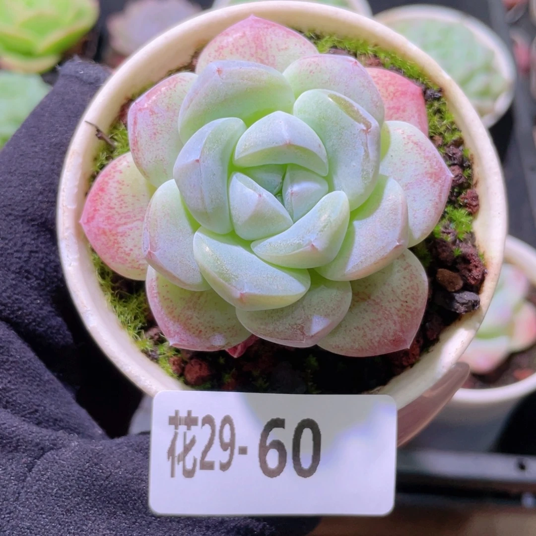 花利美29-60冰玉单头