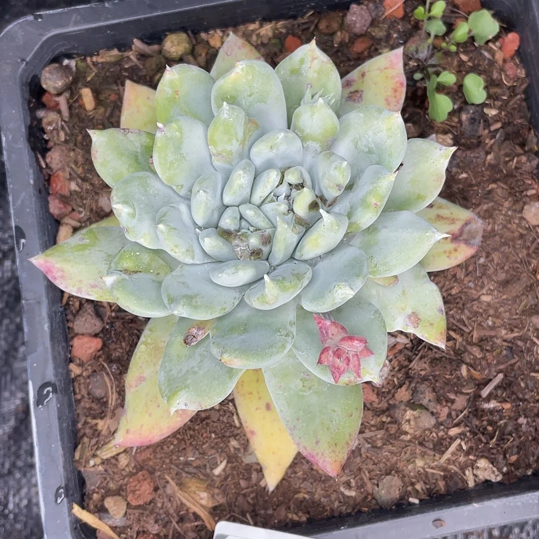 苹果拇指多头10722