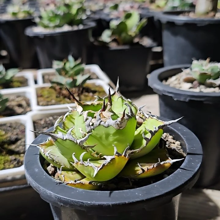 男霸王: 基因保证非组培 (直播特价/下播结束)