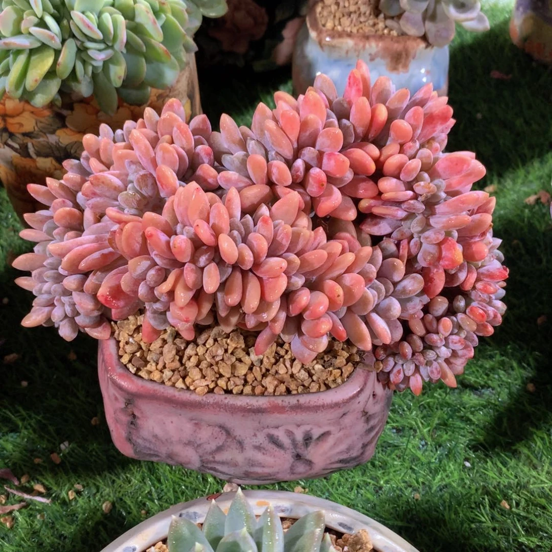 粉兔缀20 公分一物一拍