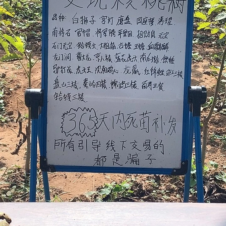完全开放莲花虎头麻核桃树苗