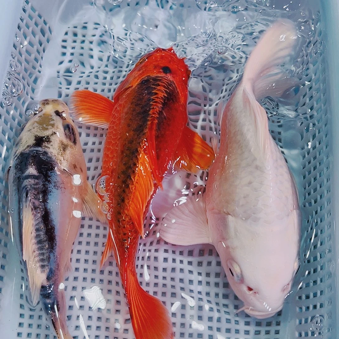 锦鲤锦鲤鱼冷水鱼观赏鱼132