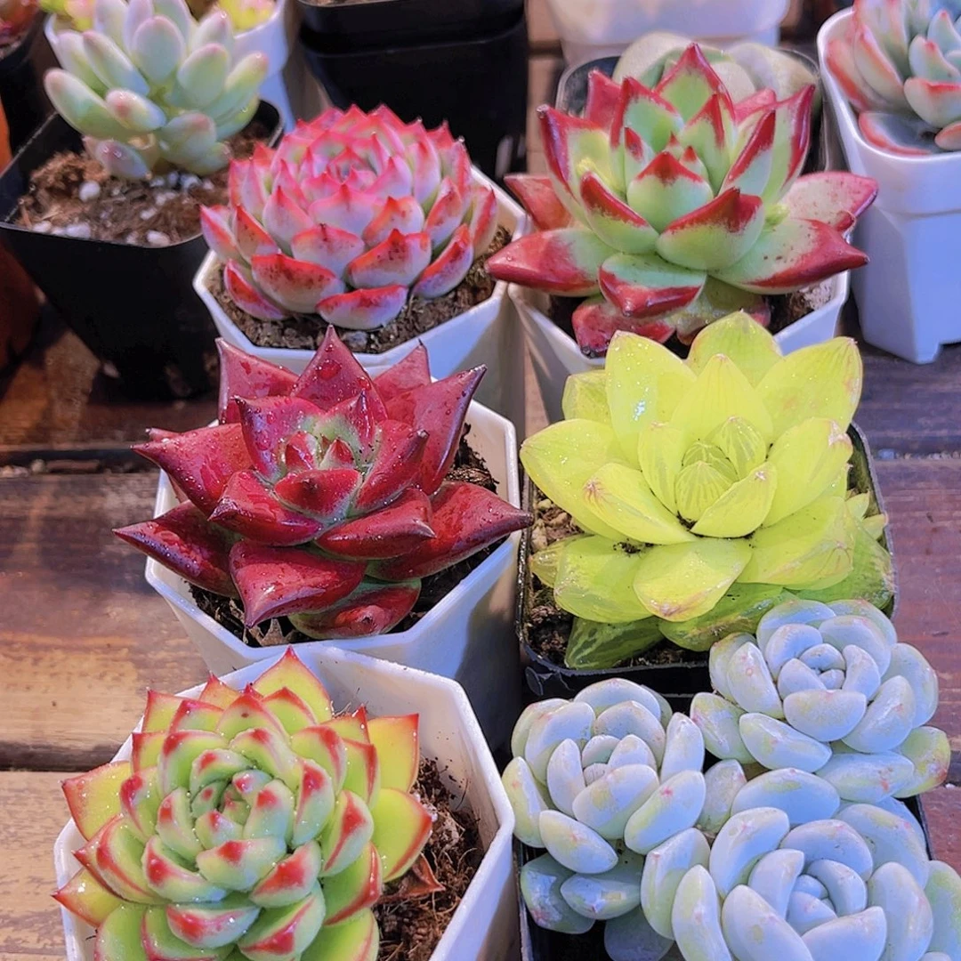 如图6盆带盆土11111111111