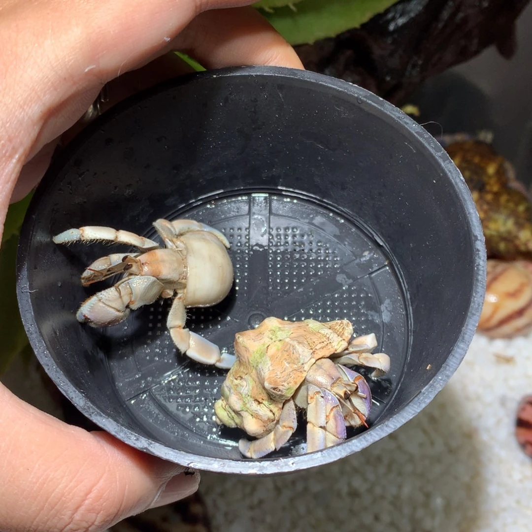 2只不退不换，秒拍秒付