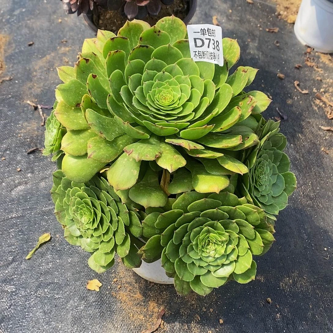 738绿萝莉多肉法师锦