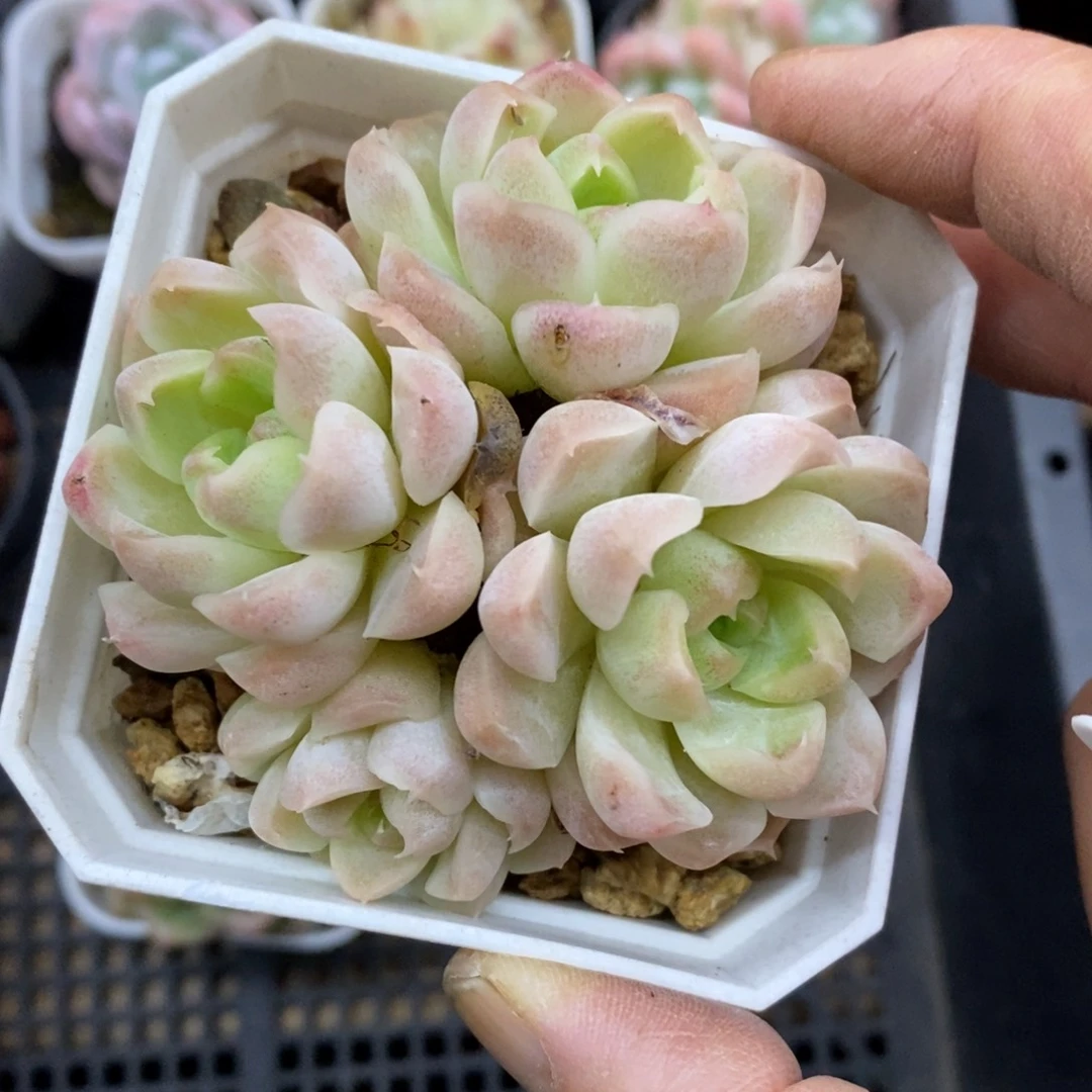 精品多肉一物一拍不包整13