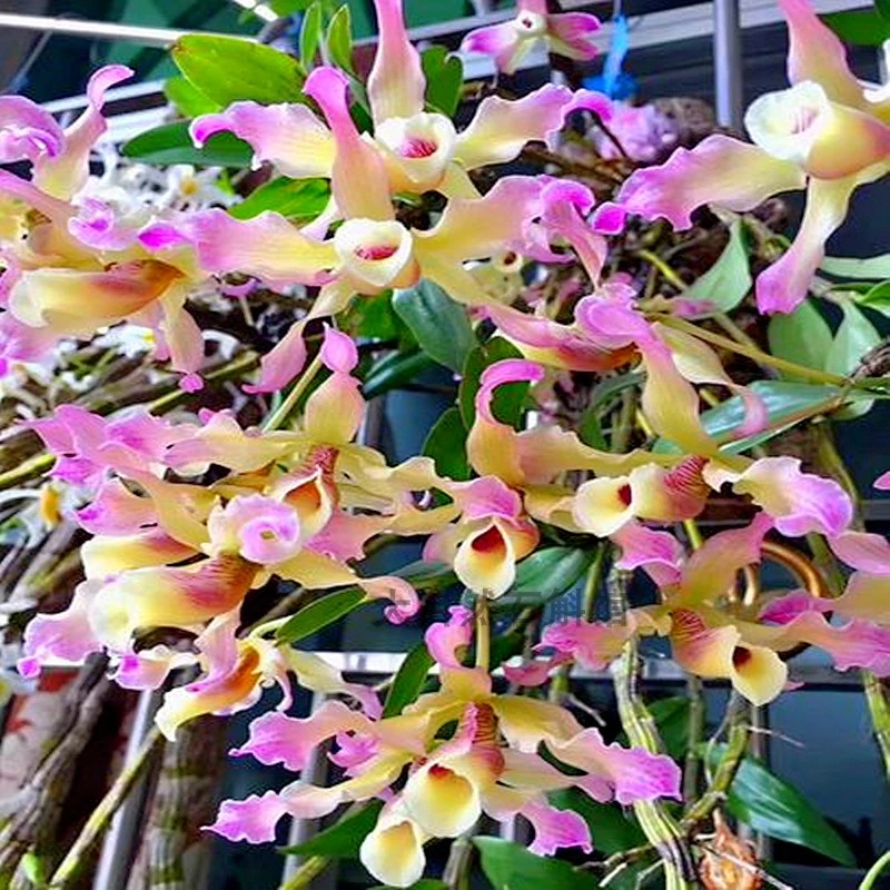 量拍越南扭瓣石斛