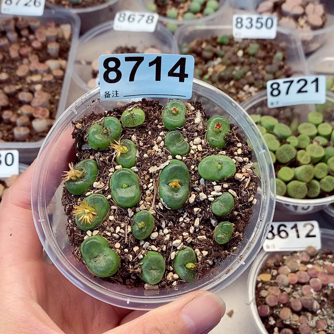 8714水晶鞋啦咯啦咯
