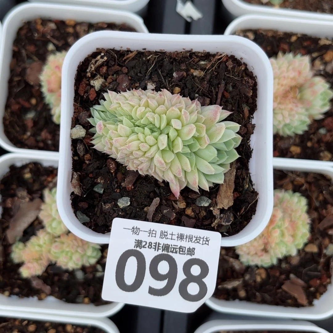 羊脂球缀化多肉多肉多肉