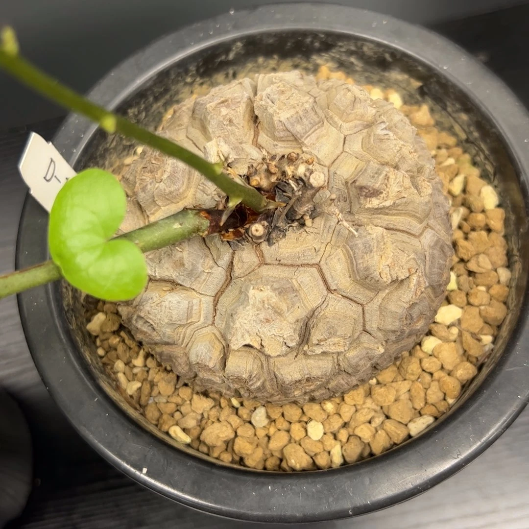 精品盆栽养定龟甲龙1144号