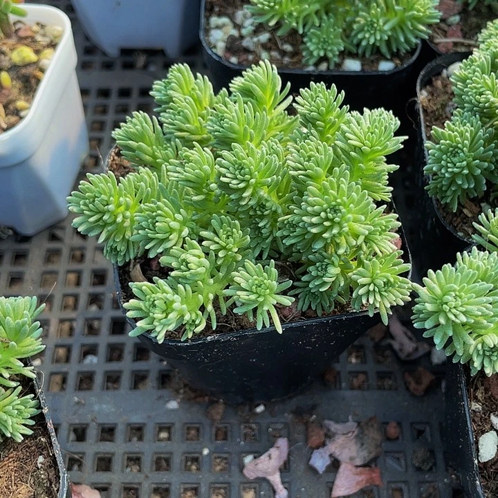 小松树5.8带盆土