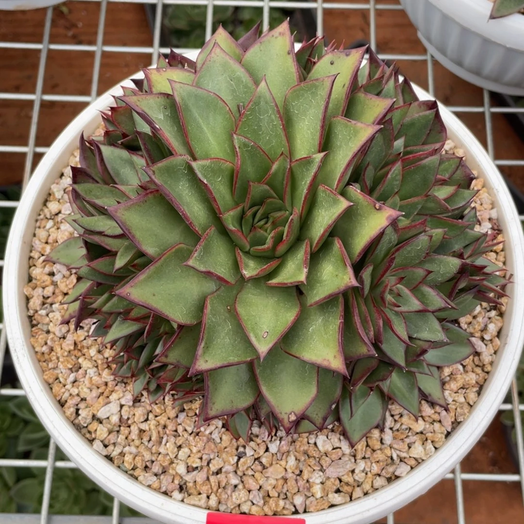 多肉植物多肉植物1617
