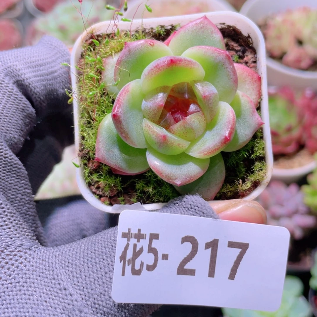 花利美 5-217福利珍妮