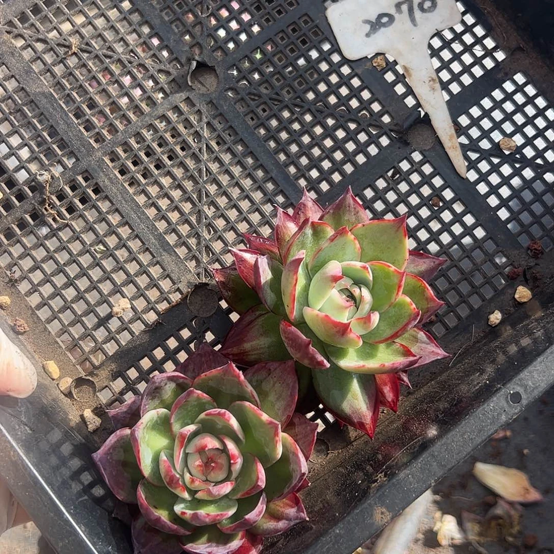 虞****惊鸿仙子两颗2070号