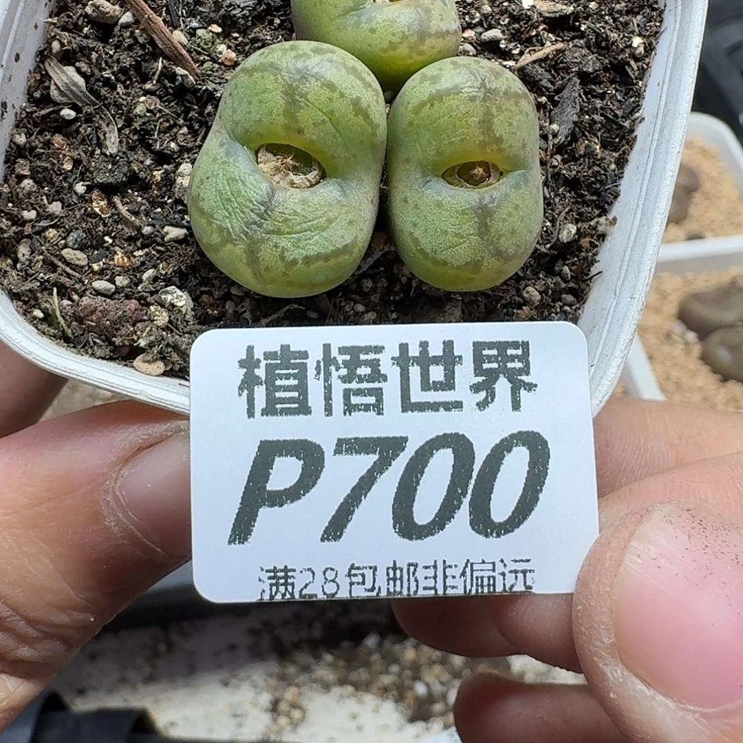 的植物的润泽rghhj