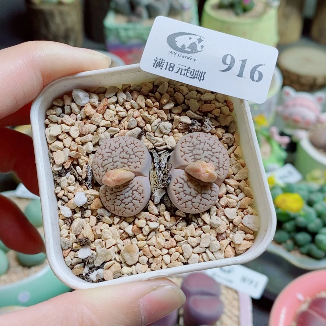 独***湖生石花花花花开了916