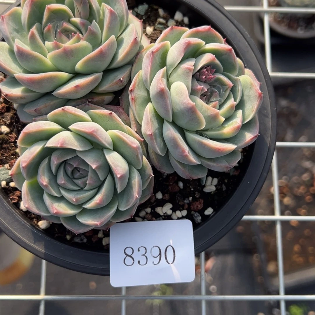 S****g8390多肉多多多多多不包整