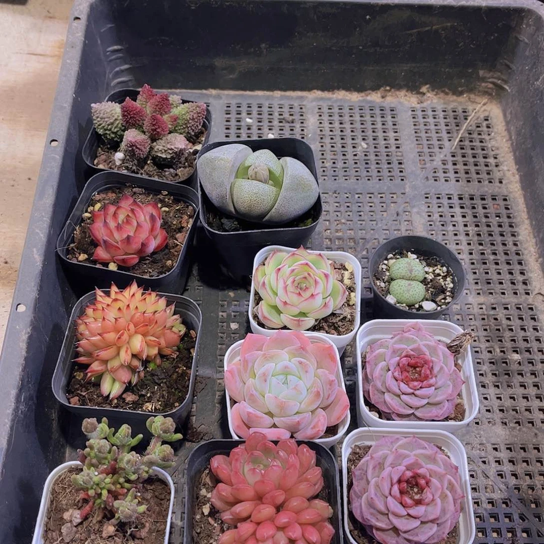 多肉131多肉植物