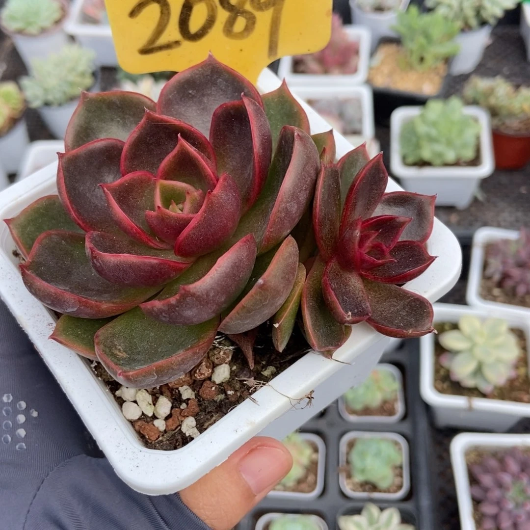 2089红灯多肉植物