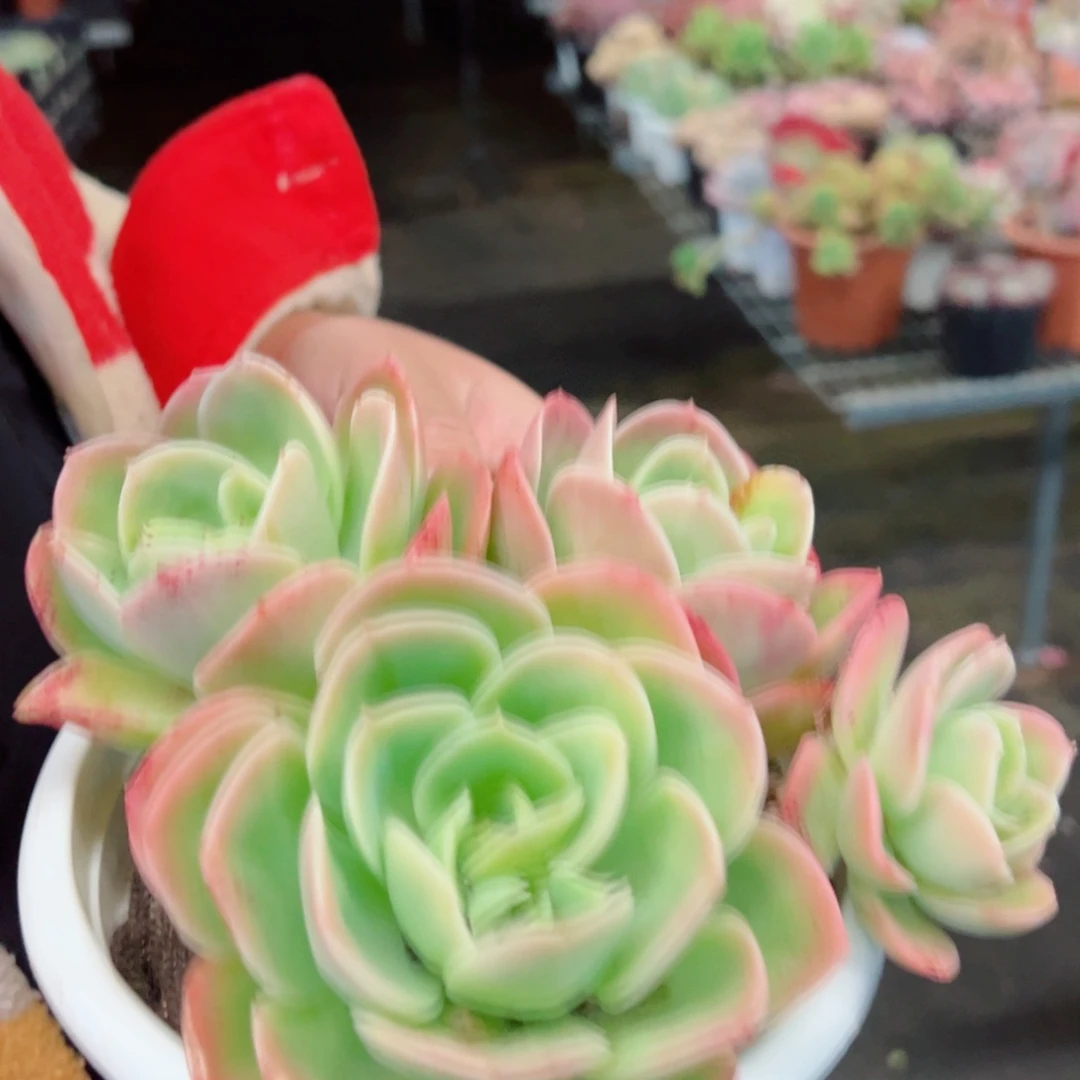 欣娜塔四头起发整桩