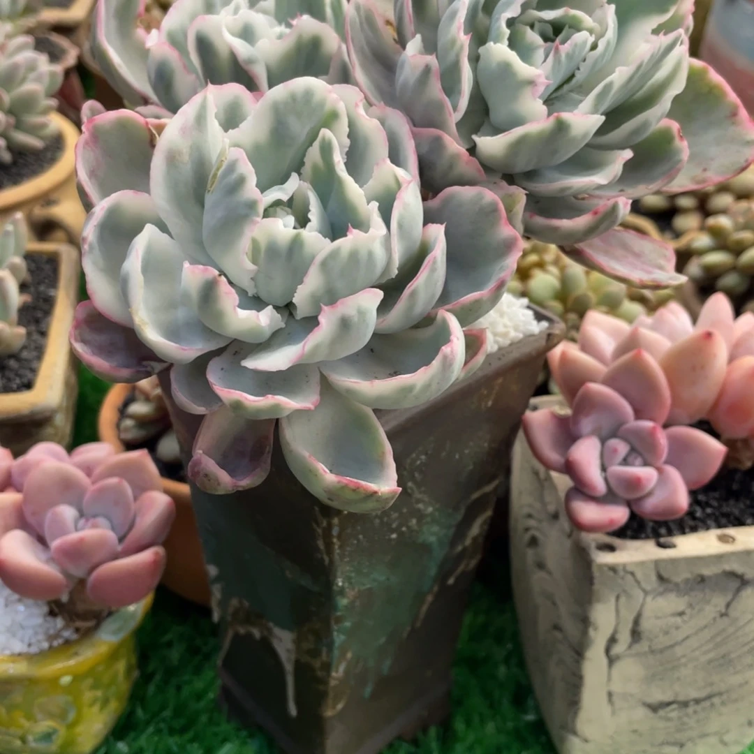 多肉植物盆栽多肉