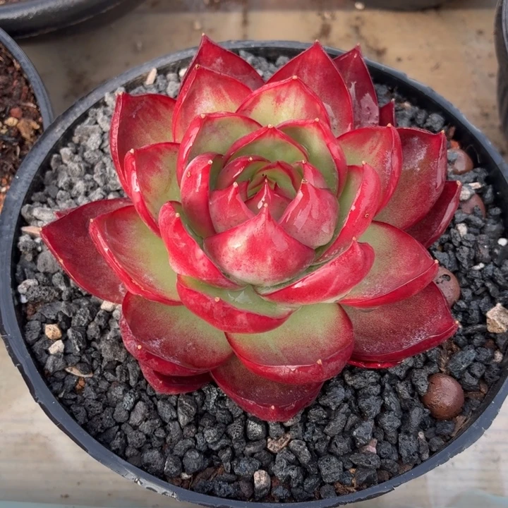 多肉植物惊鸿福利