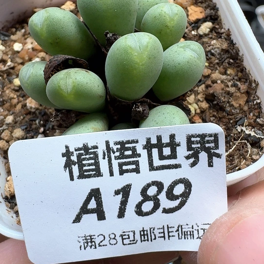 多肉植物的润泽和车