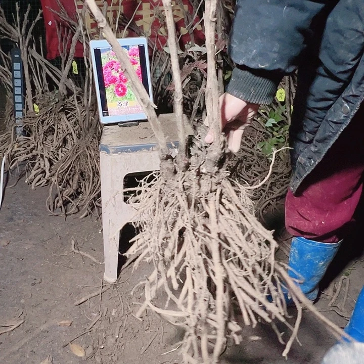 当前无花栽培后可以开花黑夫人