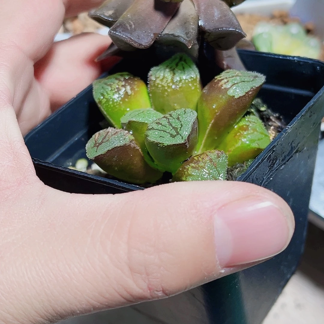 好看的实生系列的
