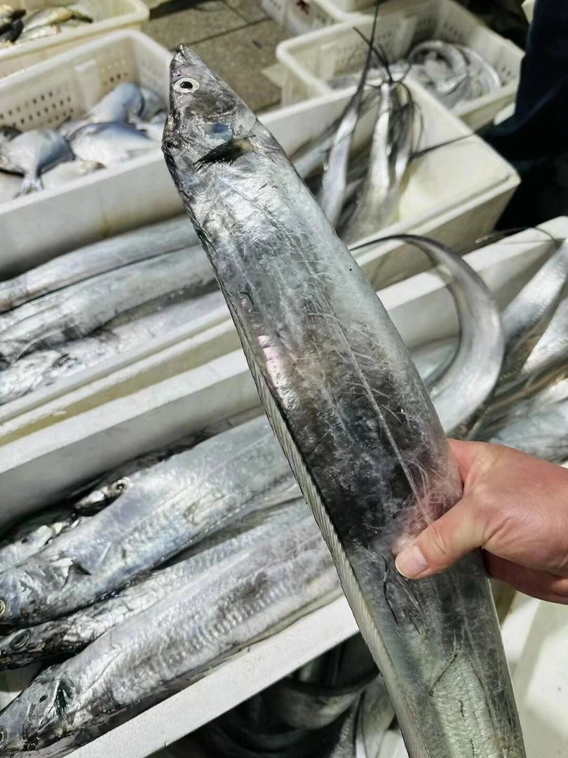 大连正宗渤海湾 刀鱼10斤 1条 6-7两左右 大连 顺丰包邮 品质保证