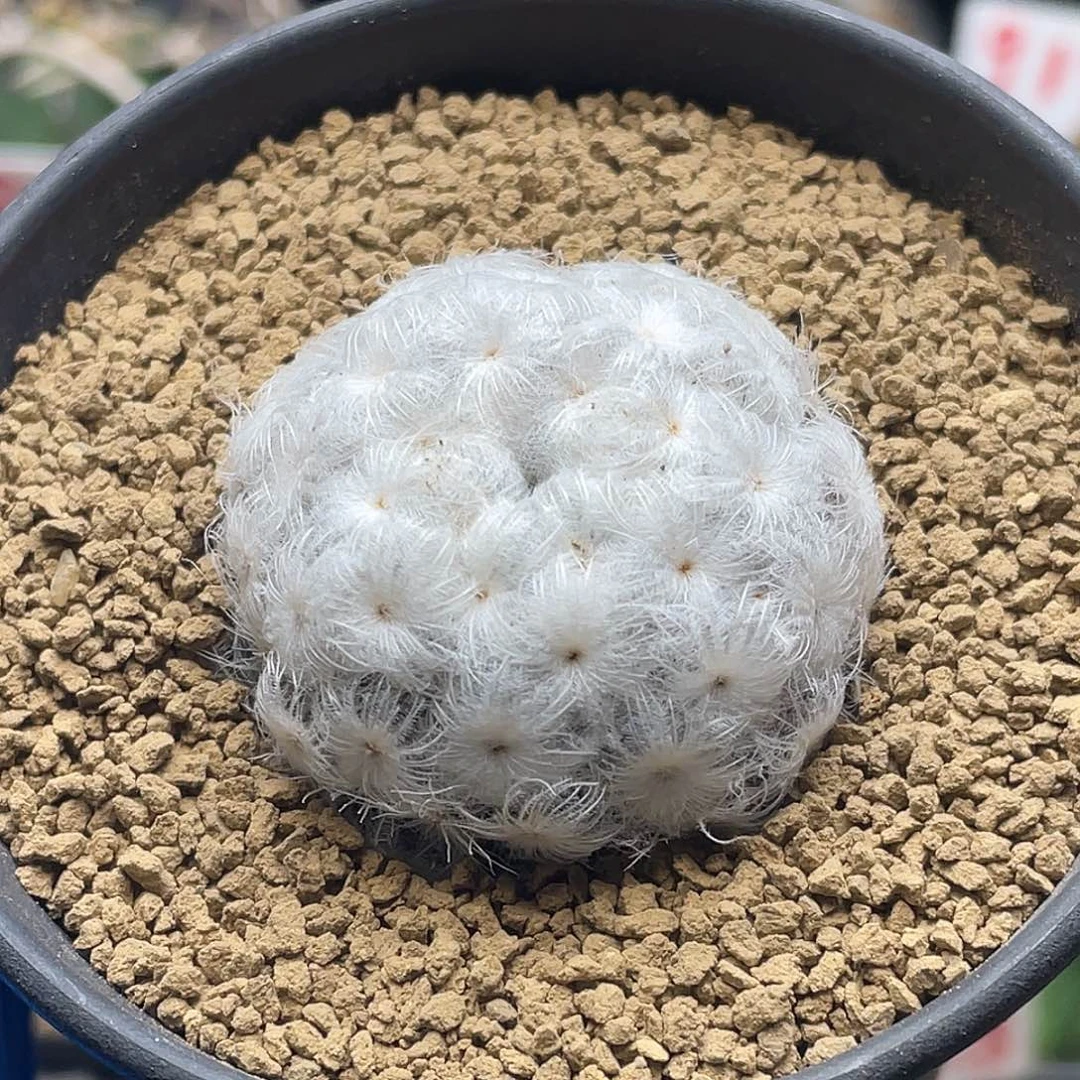 日系高绒降落伞白星仙人球12