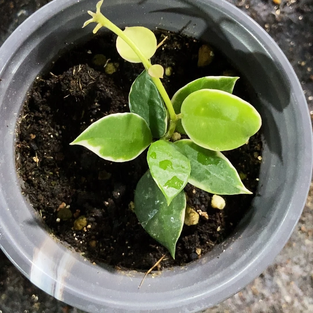 完全开放阿萨米球兰29