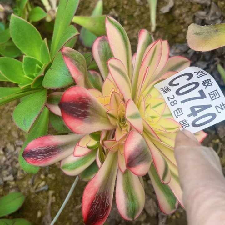 砍头多肉植物法师0740