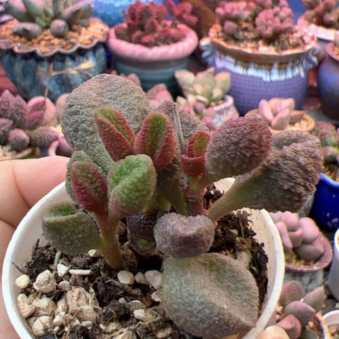 水蜜桃。