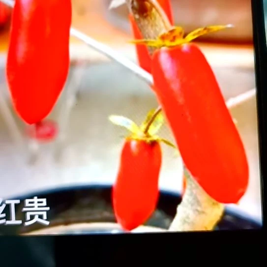 无花朵扦插苗红贵