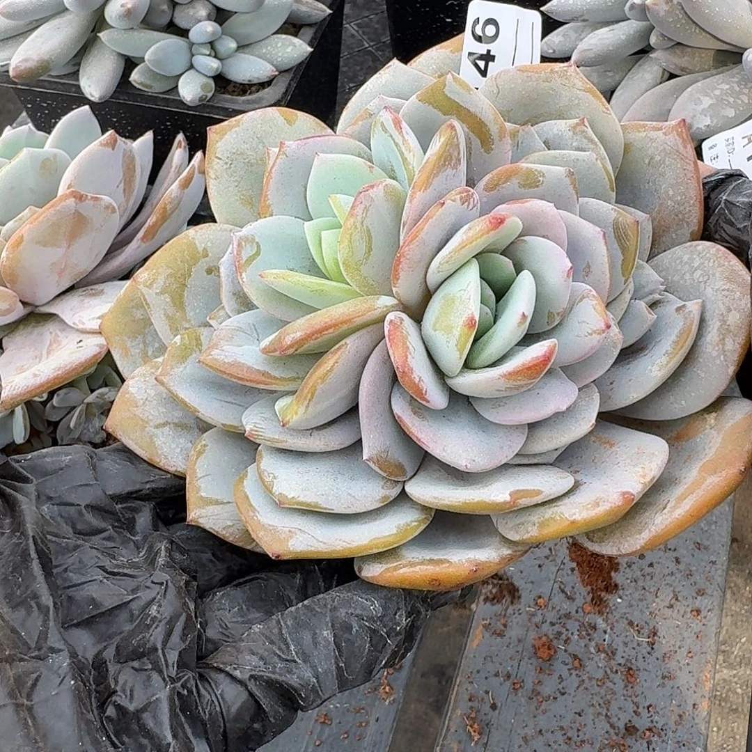 妍***一A146  售后范围：签收起7天内