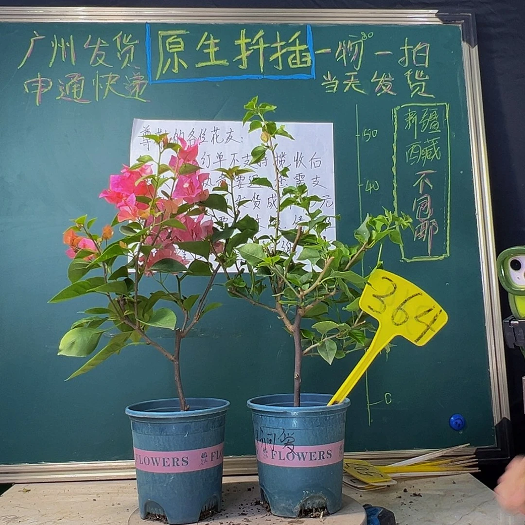 当前无花栽培后可以开花福利 波伊斯玫瑰 粉可爱 364
