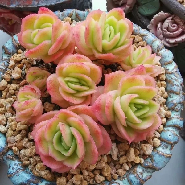 （店铺需要凑单）小冰玫瑰锦多肉4公分左右