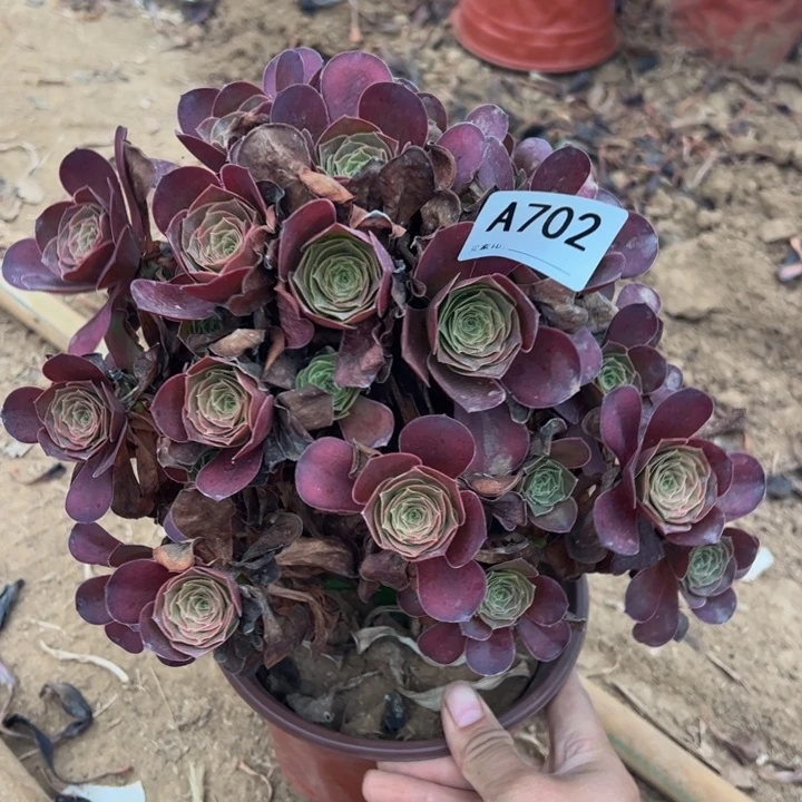 魅金多肉植物702.