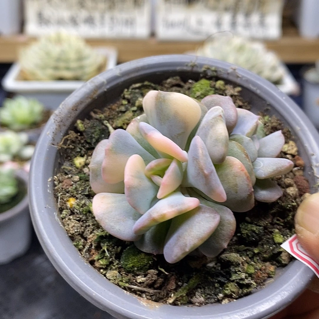 11102 雪精灵花脸锦