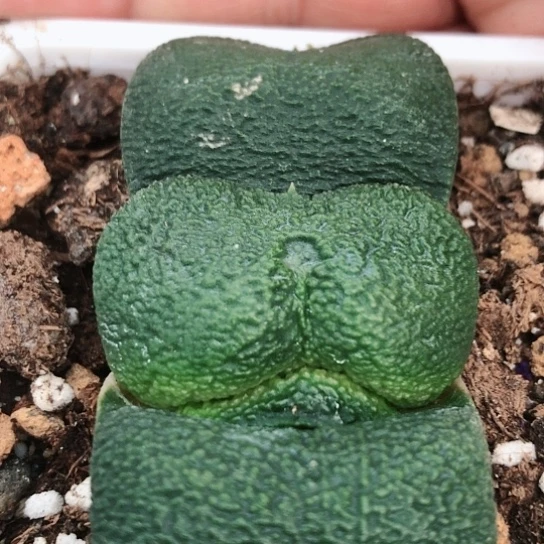 实生军配蜗牛多肉116