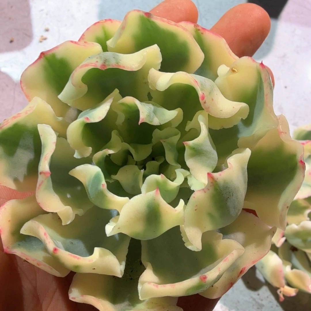 海啸锦  锦上园艺一物一拍