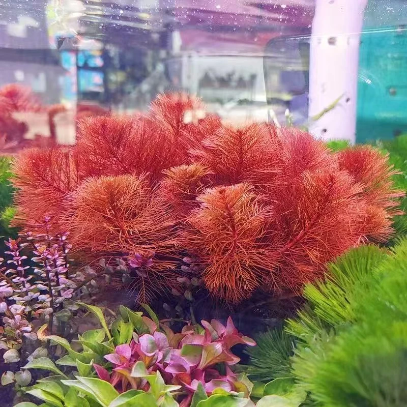 经典中景 红羽毛【拍一发二】