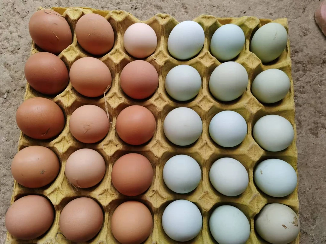 宏福地散养生态鸡蛋