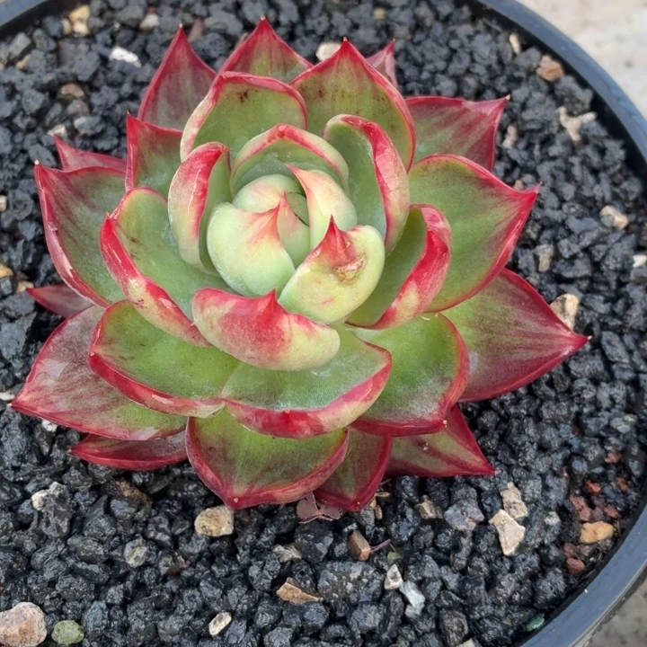 开播福利惊鸿仙子