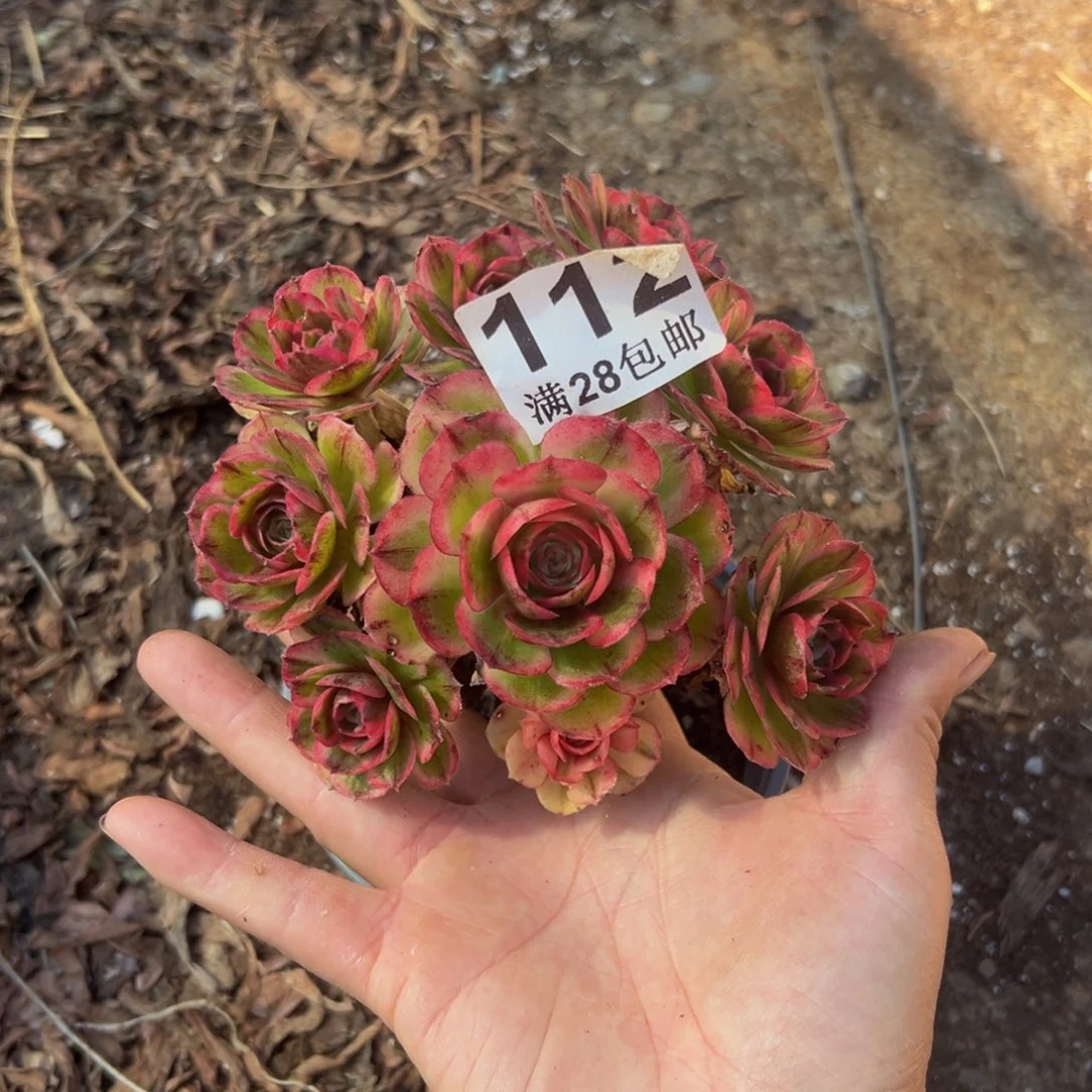 多肉植物112海神的