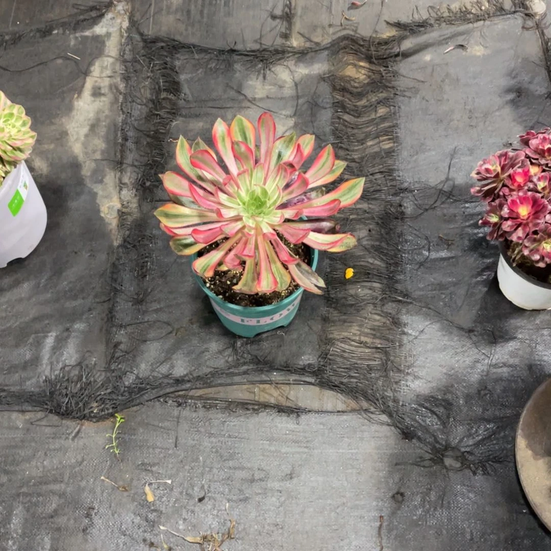 虞*漂亮漂亮漂亮漂亮漂亮