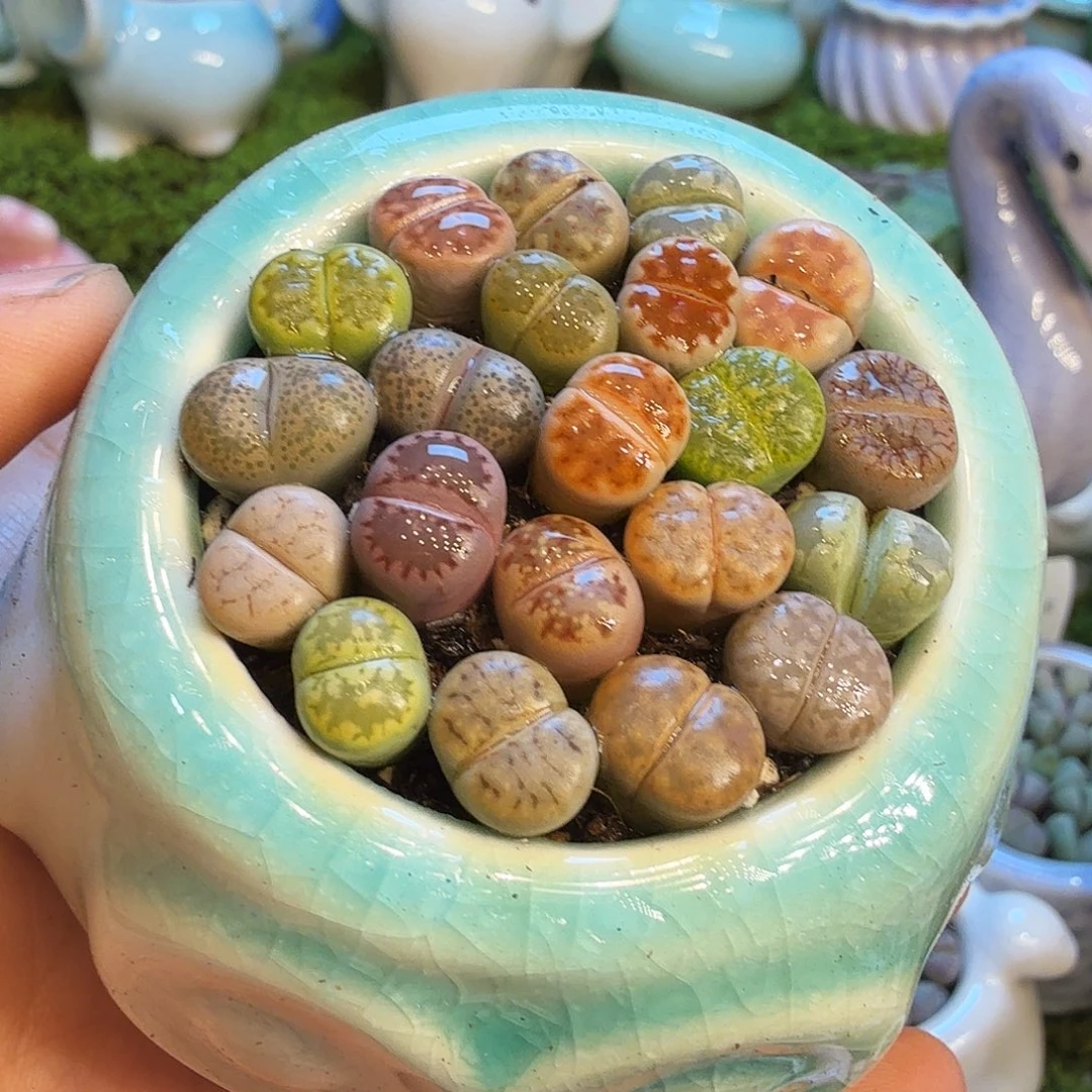 热***笠多肉福利冲冲冲1766