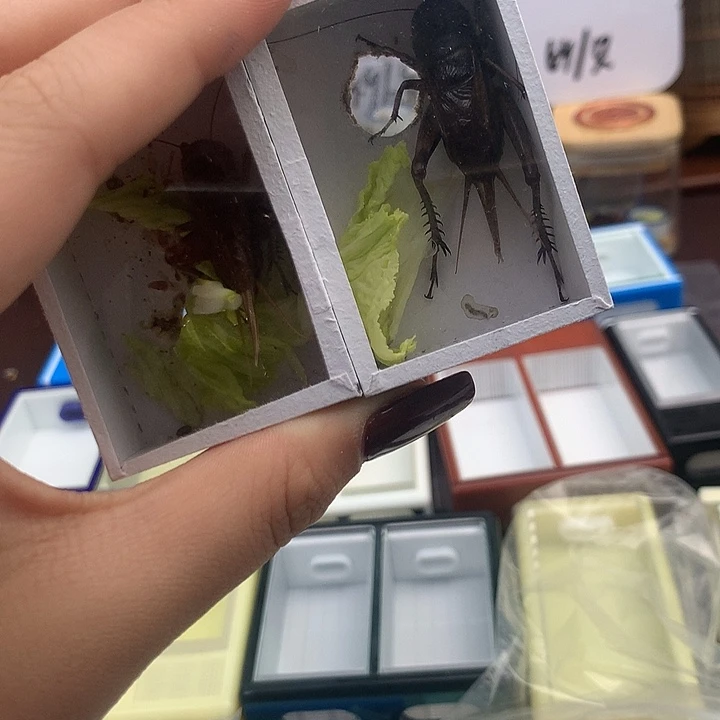 精品油葫芦两只。
